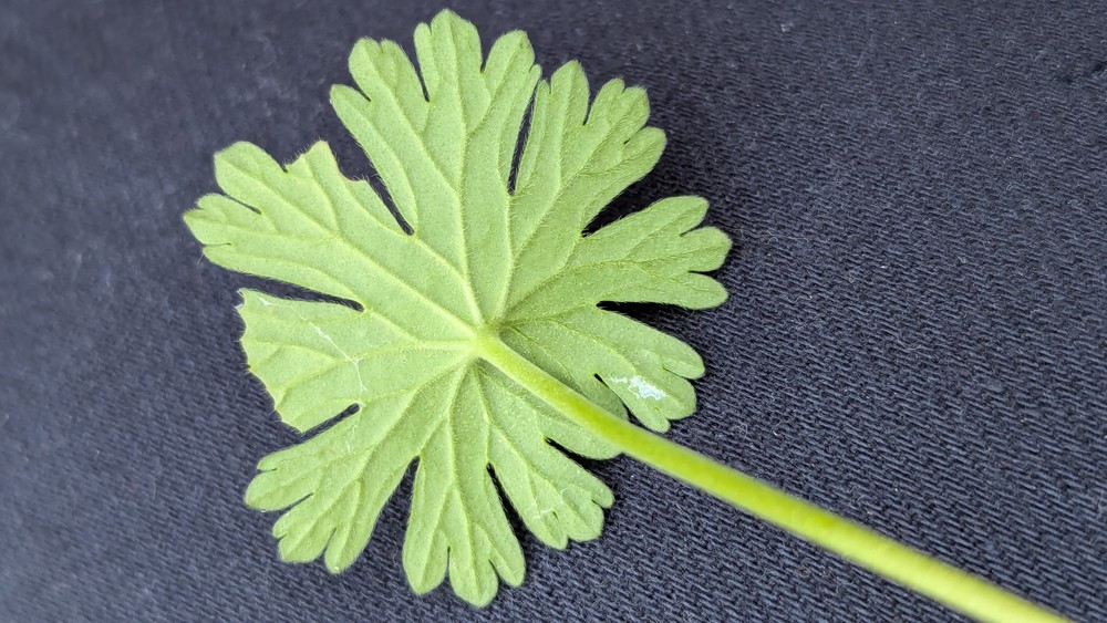 Geranium pusillum (Small-flowered Crane's-bill) (alternate view 11)