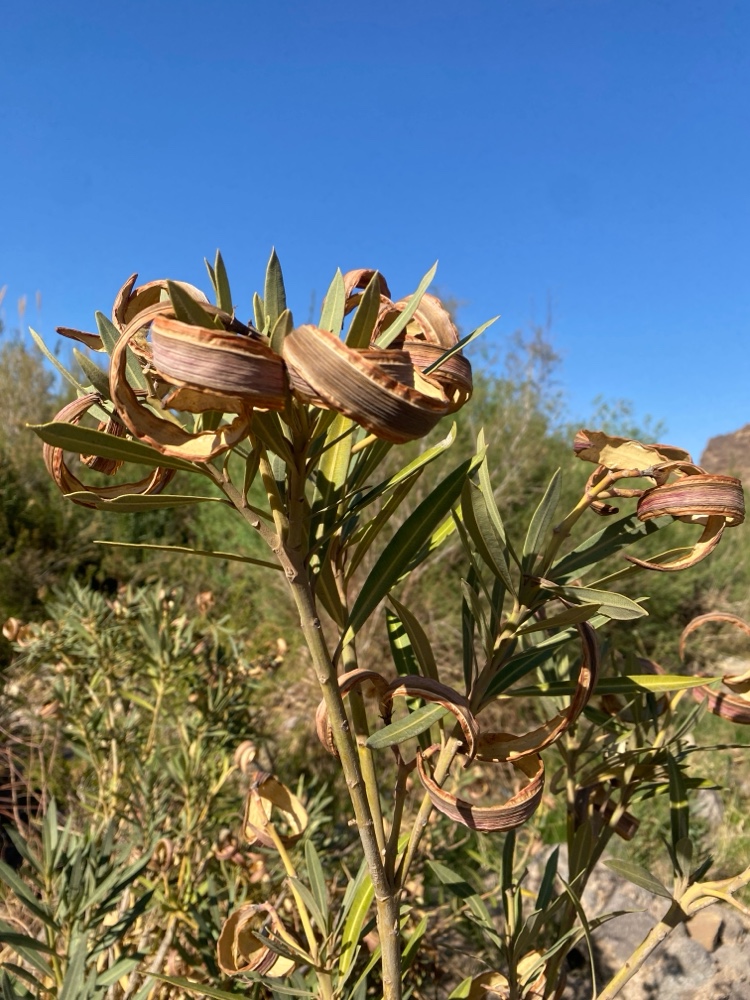 Nerium (oleanders)