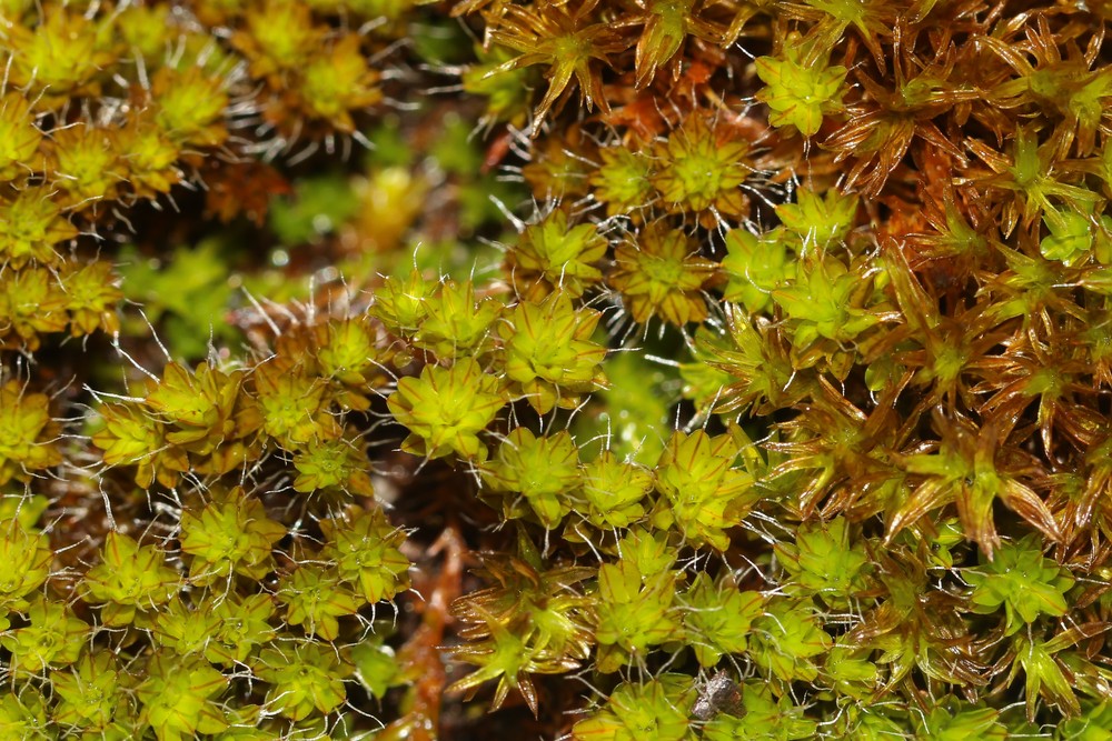 Syntrichia montana (Intermediate Screw-moss) (alternate view 12)