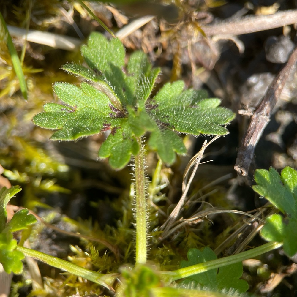 Ranunculus acris (meadow buttercup) (alternate view 14)