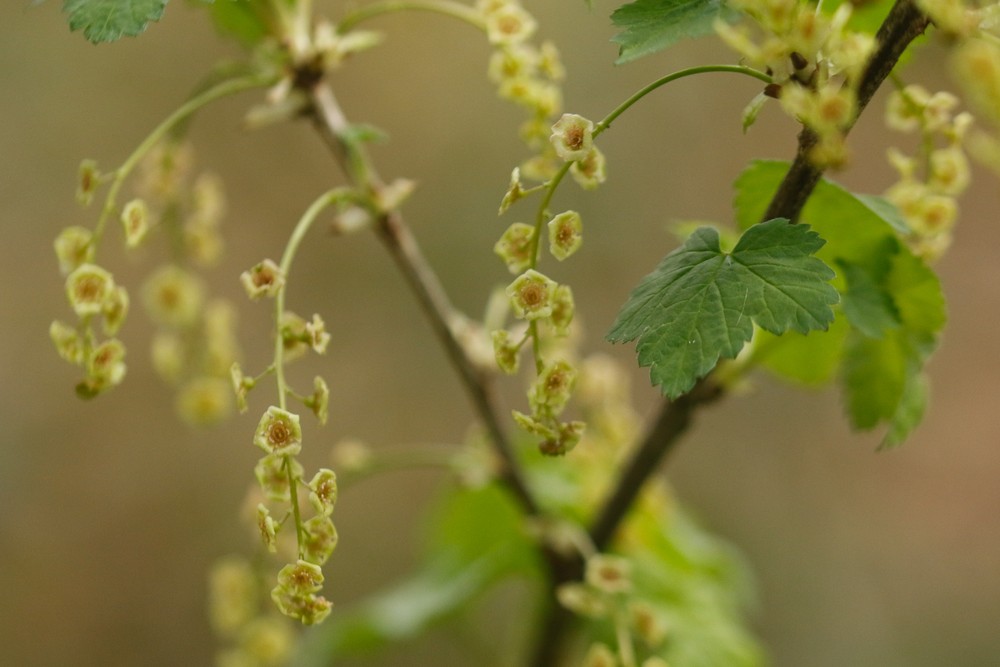 Ribes rubrum (Red Currant) (alternate view 11)