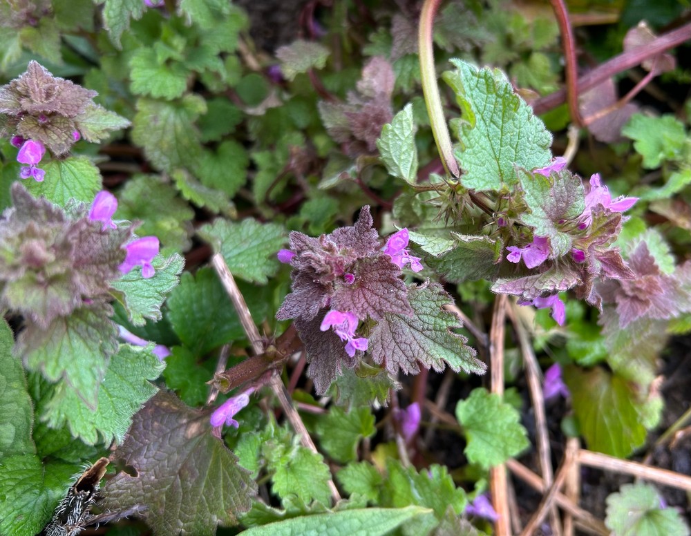 Lamium hybridum (cutleaf deadnettle) (alternate view 11)
