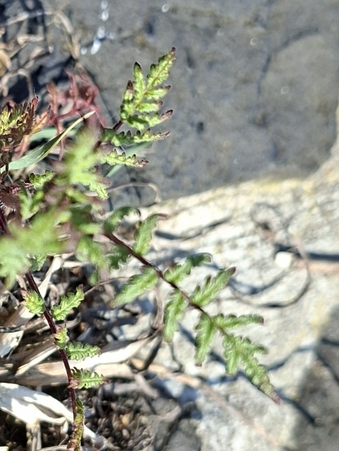 Phacelia tanacetifolia (Lacy phacelia) (alternate view 8)