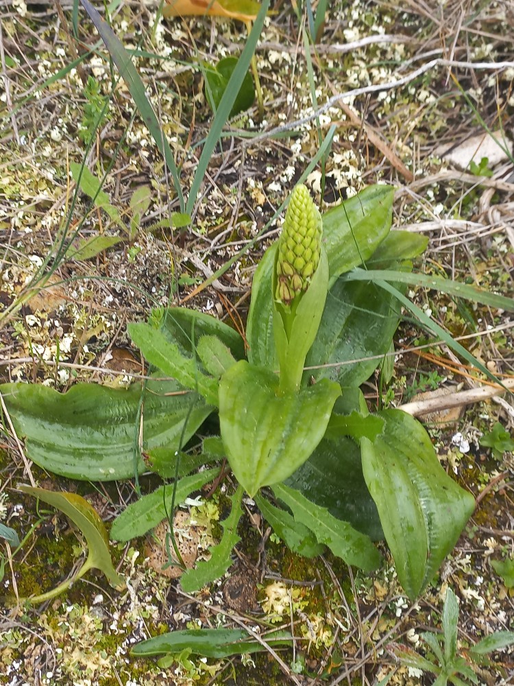 Orchis anthropophora (Man Orchid) (alternate view 7)