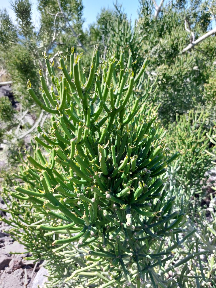 Euphorbia tirucalli (Fire Stick) (alternate view 3)