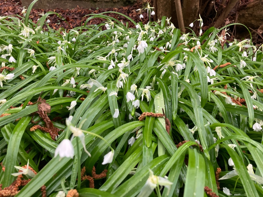 Allium paradoxum (Few-flowered Leek) (alternate view 14)