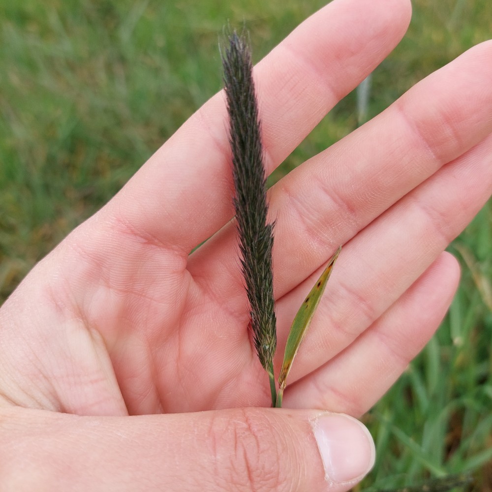 Alopecurus pratensis (Meadow Foxtail) (alternate view 10)