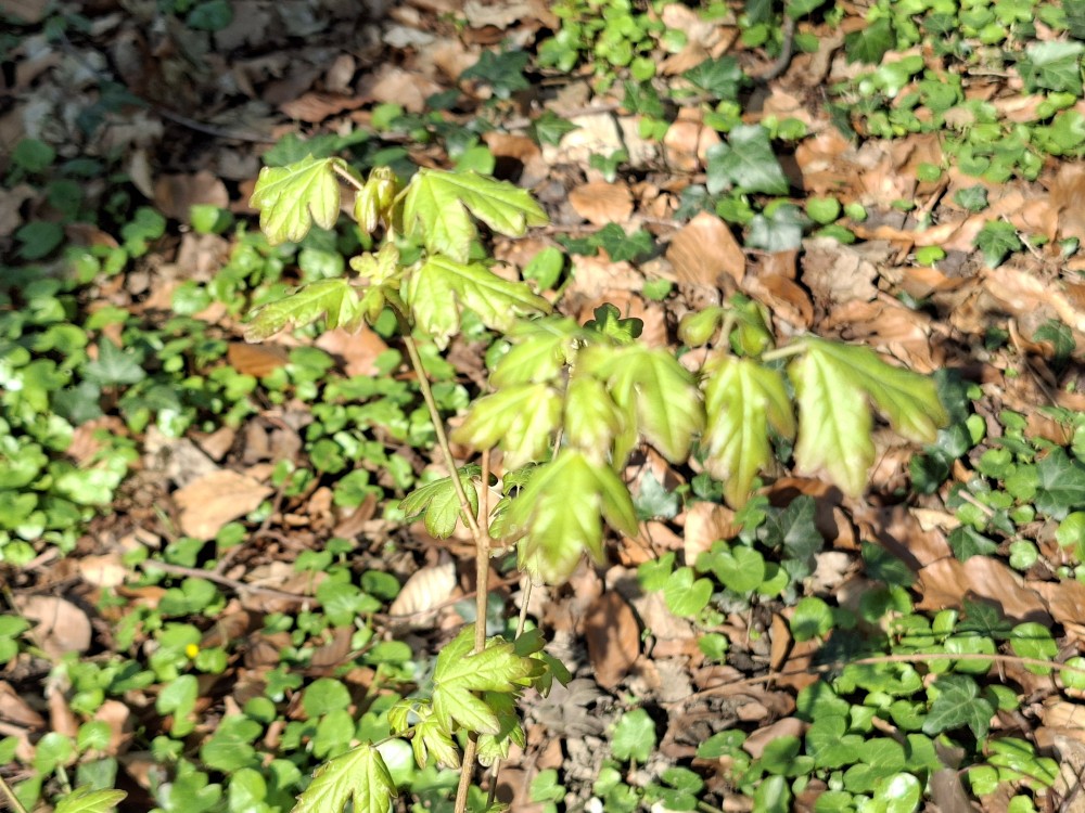 Acer campestre (Field Maple) (alternate view 13)