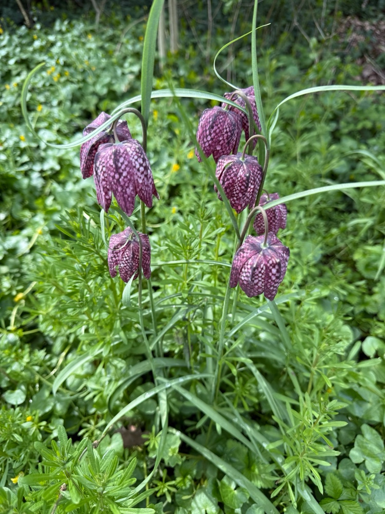 Fritillaria meleagris (snakes-head fritillary) (alternate view 13)