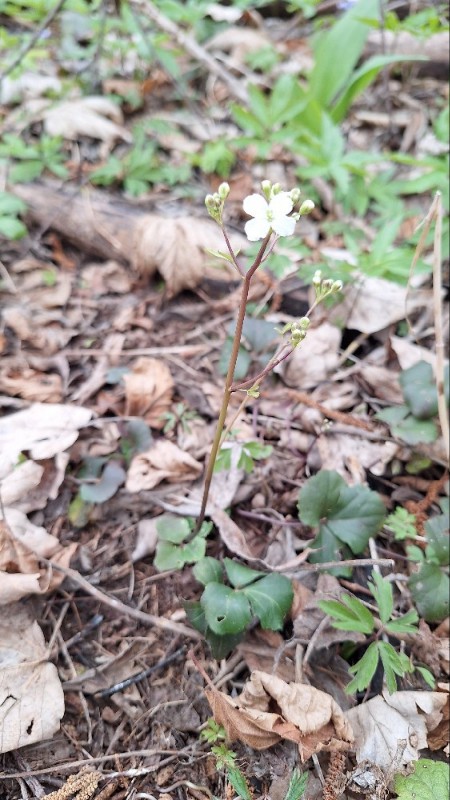Cardamine trifolia (toothwort) (alternate view 11)