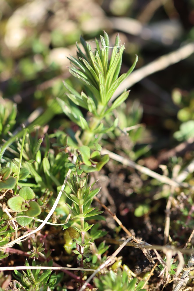 Galium verum (Lady's Bedstraw) (alternate view 12)