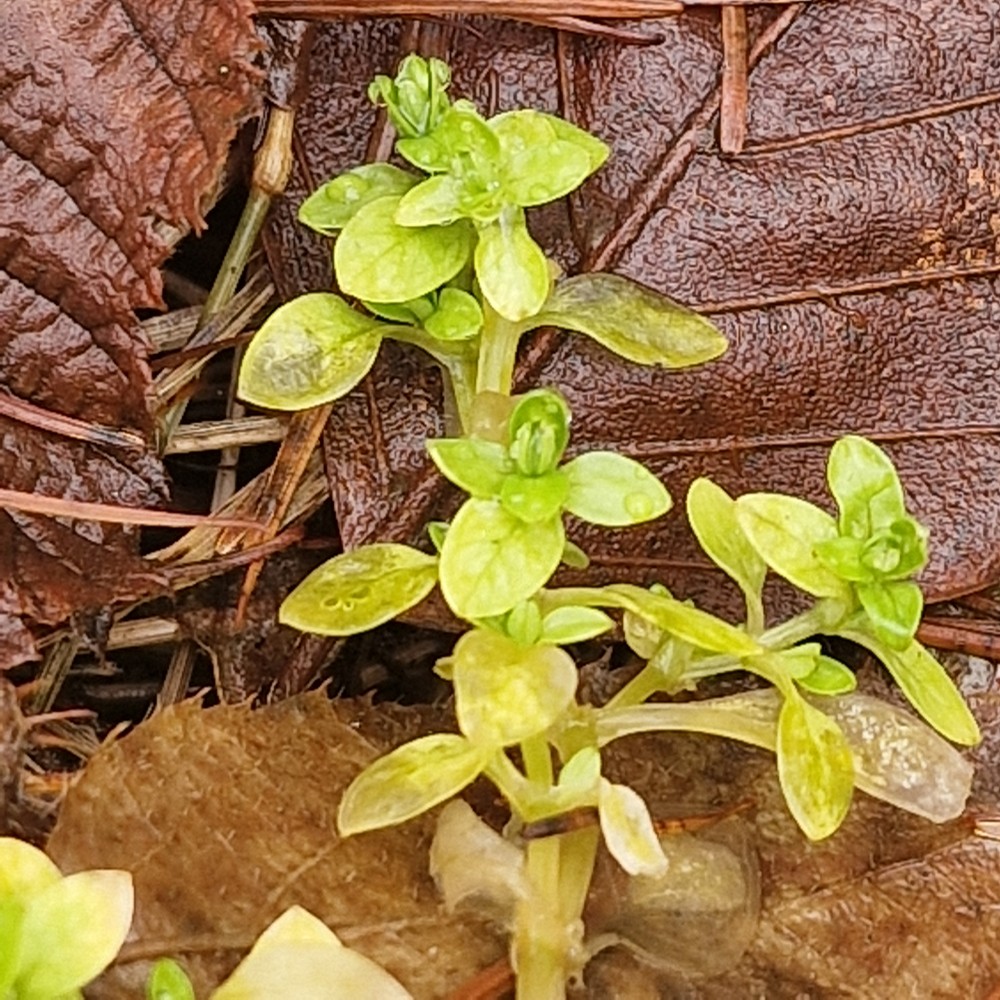 Stellaria alsine (Bog Stitchwort) (alternate view 10)