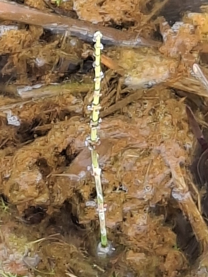 Equisetum palustre (marsh horsetail) (alternate view 12)