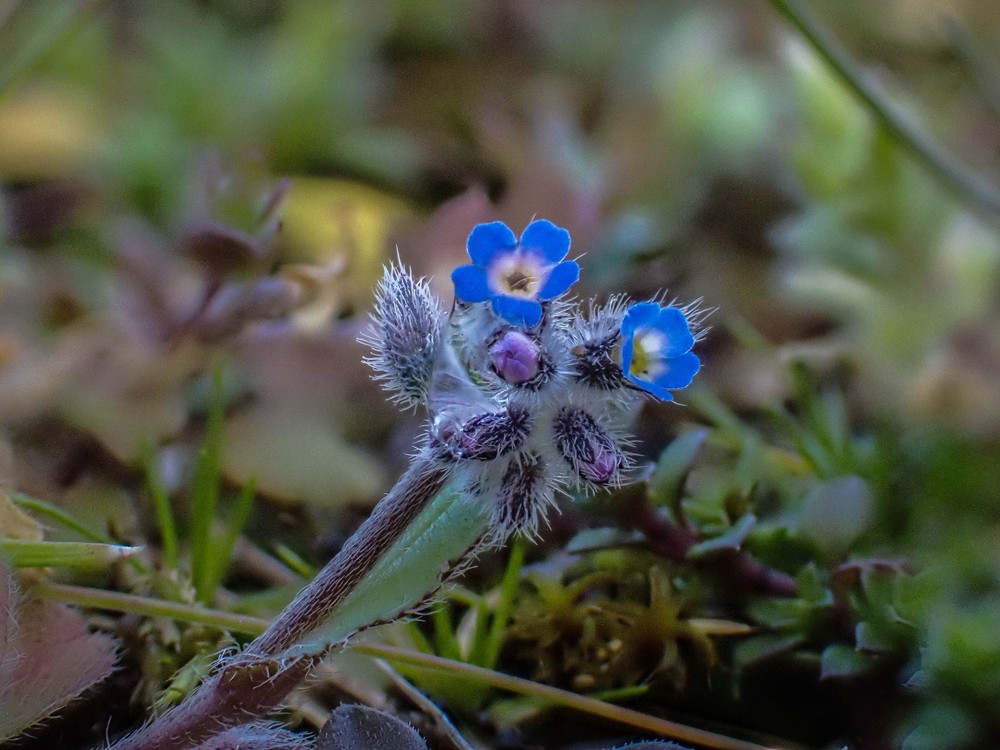 Myosotis ramosissima (Early Forget-me-not) (alternate view 13)