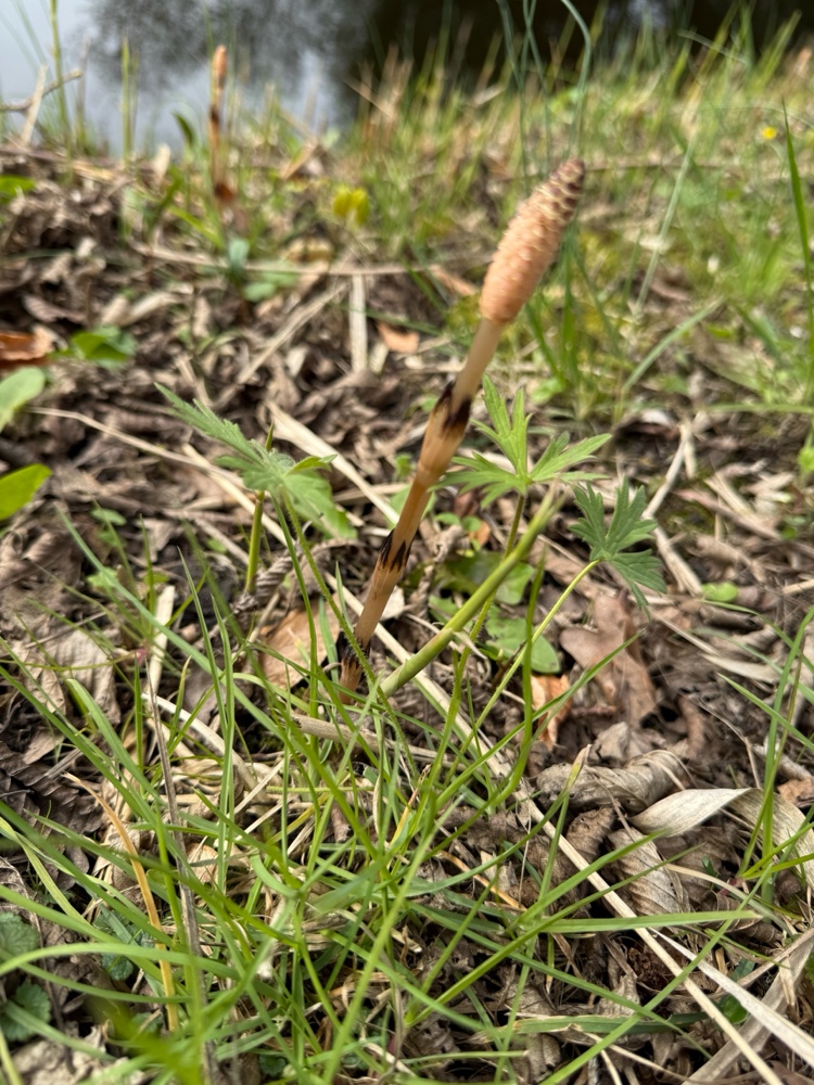 Equisetum arvense (common horsetail (native)) (alternate view 12)