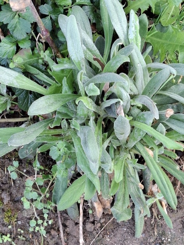 Silene coronaria (Rose campion) (alternate view 11)