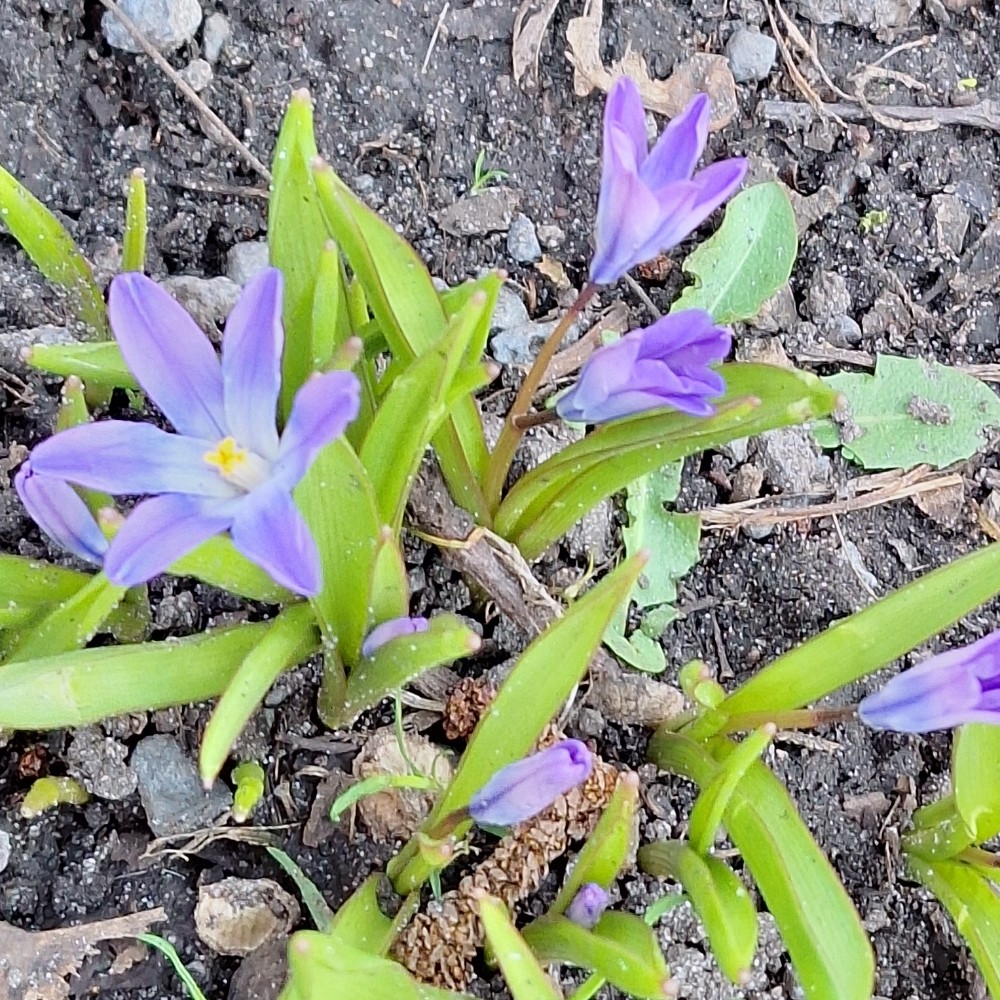 Chionodoxa luciliae (Glory of the Snow) (alternate view 4)