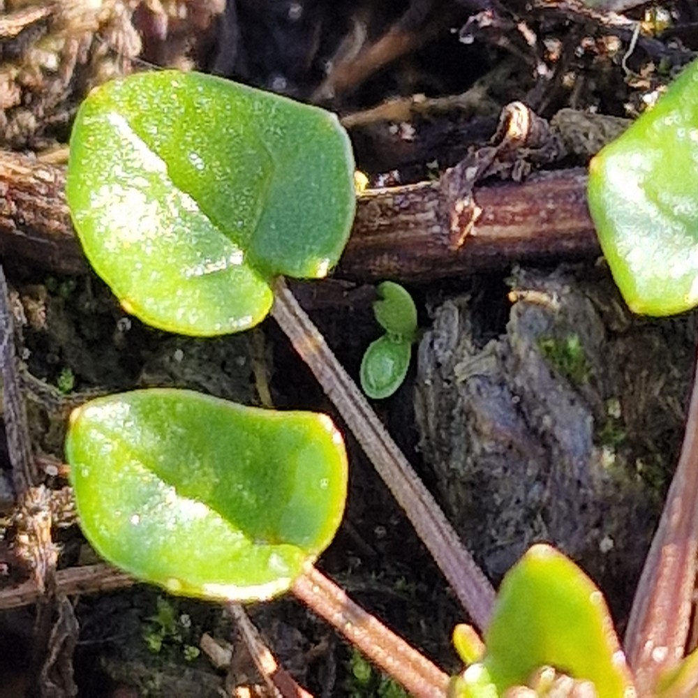 Cochlearia danica (Danish Scurvy-grass) (alternate view 14)