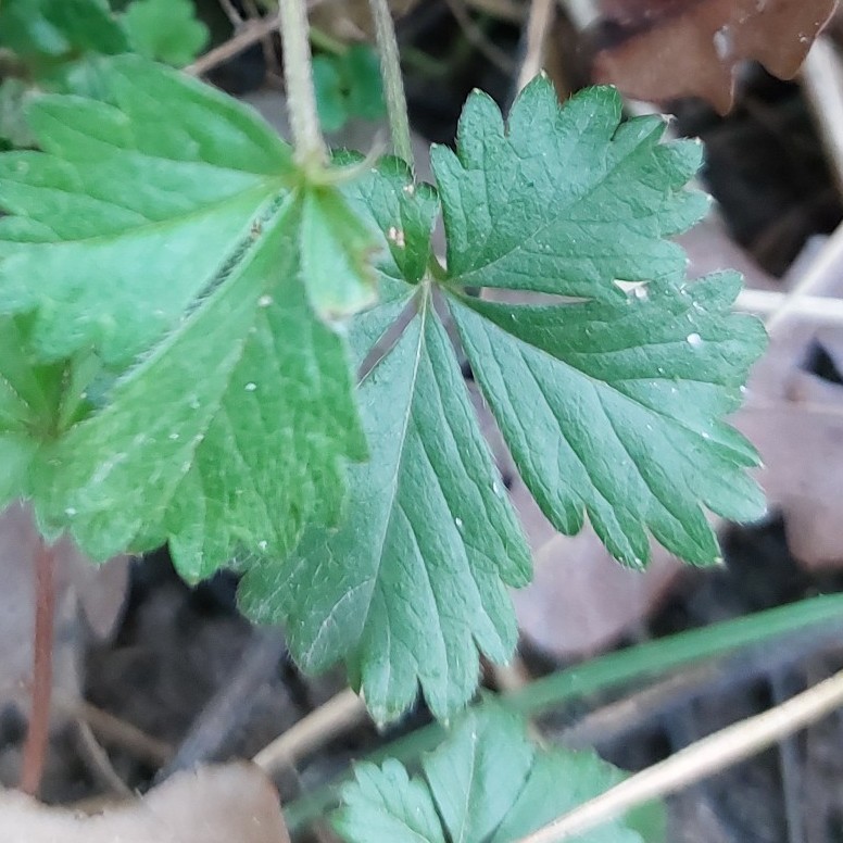 Potentilla anglica (English cinquefoil) (alternate view 11)