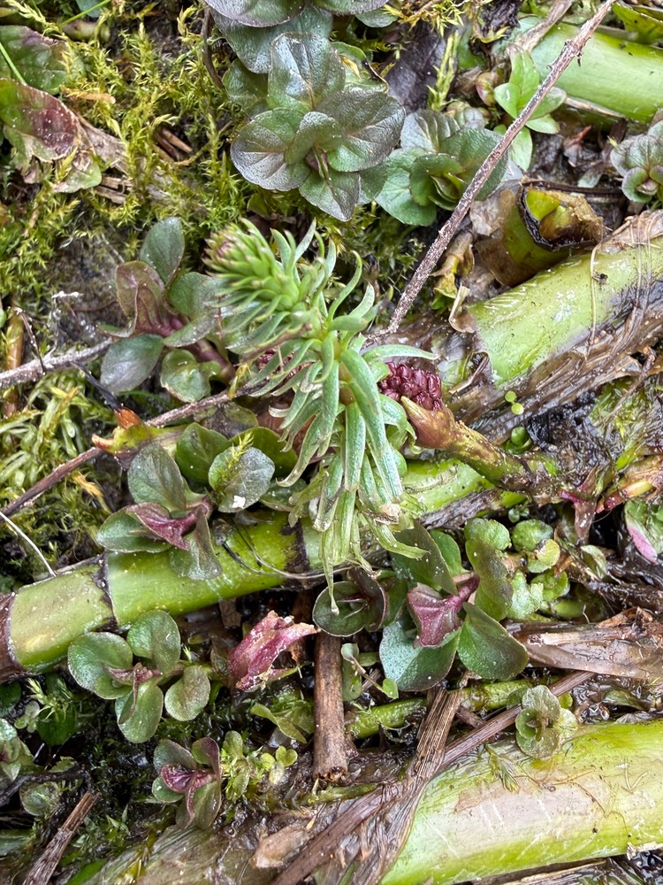 Hippuris vulgaris (Common Mare's Tail) (alternate view 11)