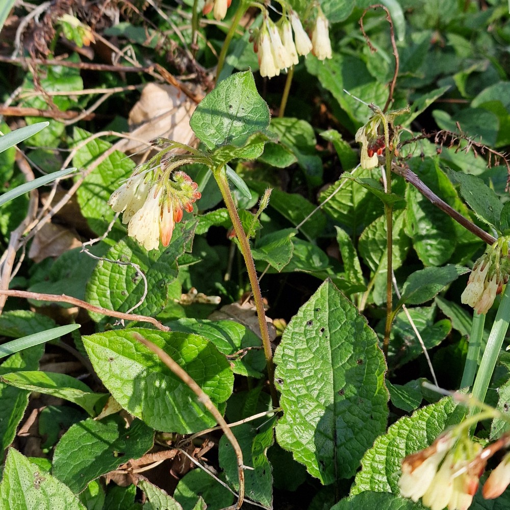 Symphytum grandiflorum (Creeping Comfrey) (alternate view 14)