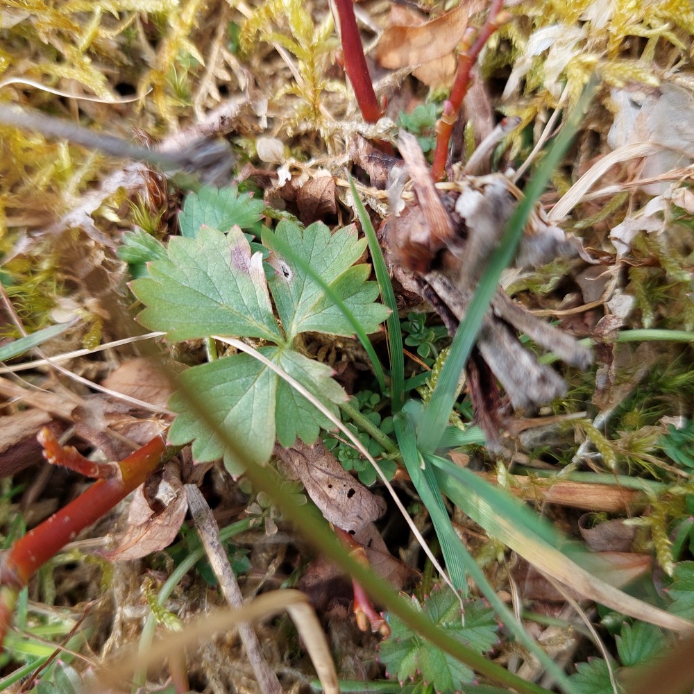 Potentilla anglica (English cinquefoil) (alternate view 12)