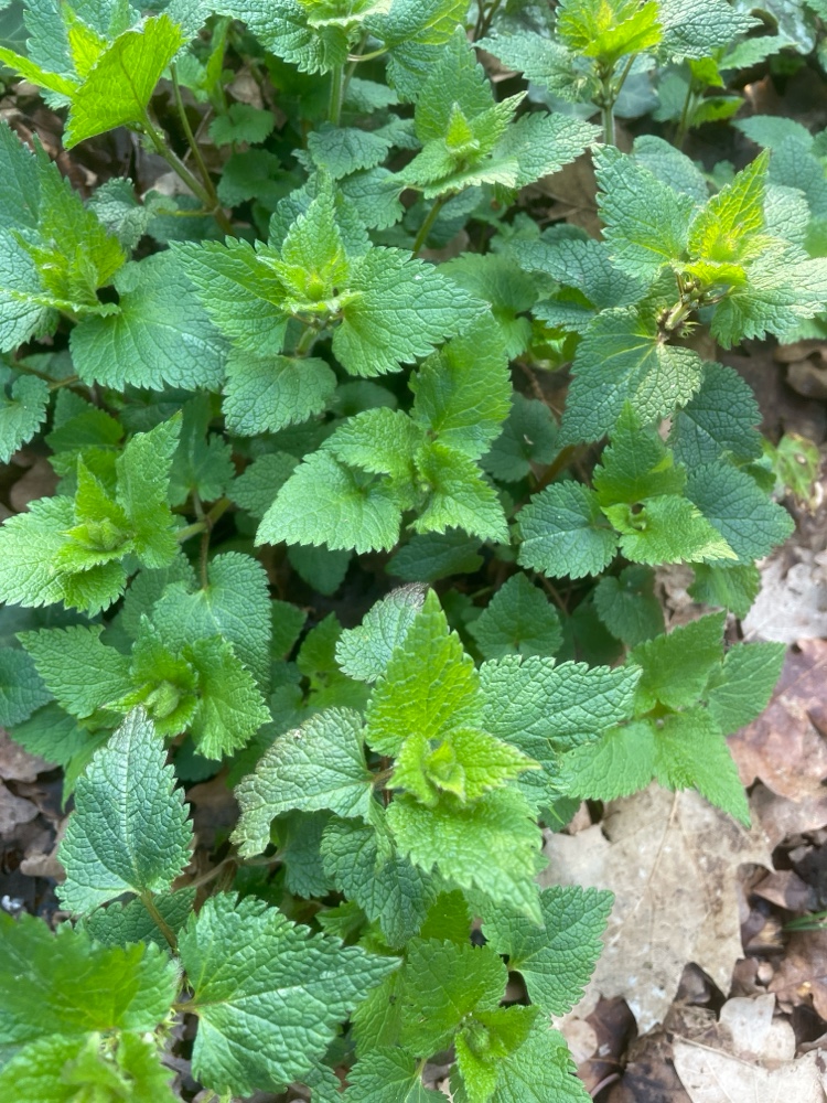 Teucrium scorodonia (woodland germander) (alternate view 13)