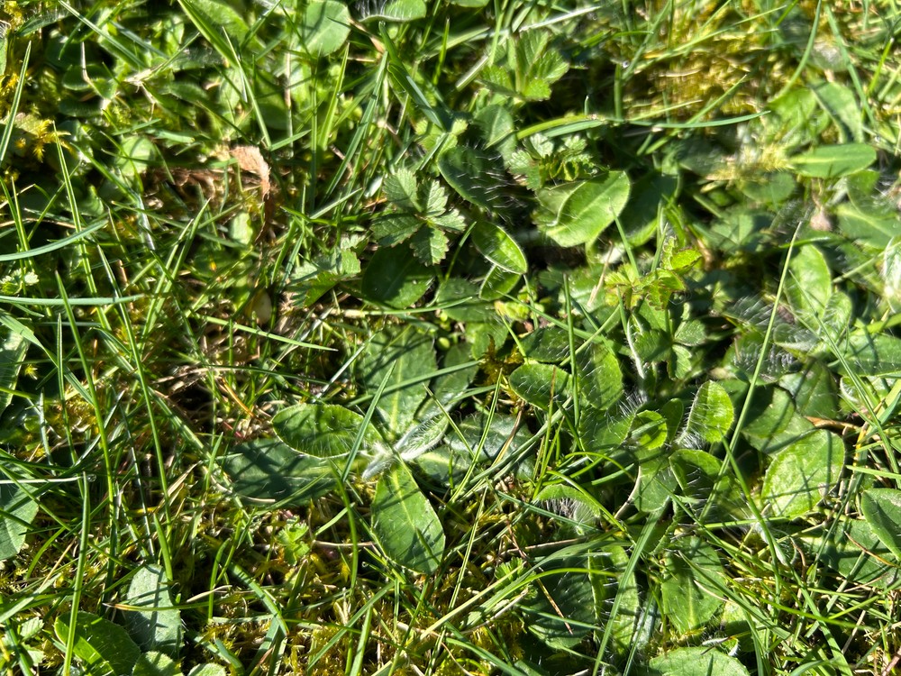 Pilosella officinarum (mouse-eared hawkweed) (alternate view 15)