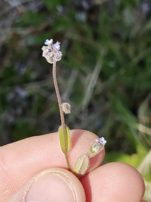 Myosotis ramosissima (Early Forget-me-not) (alternate view 11)