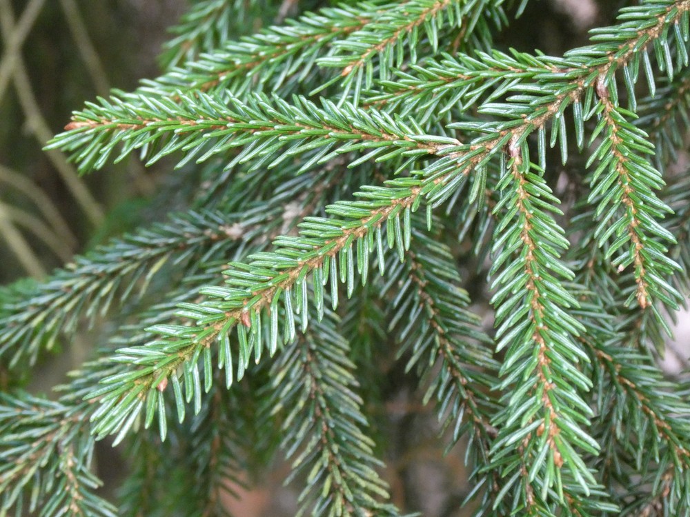 Picea orientalis (Oriental spruce)