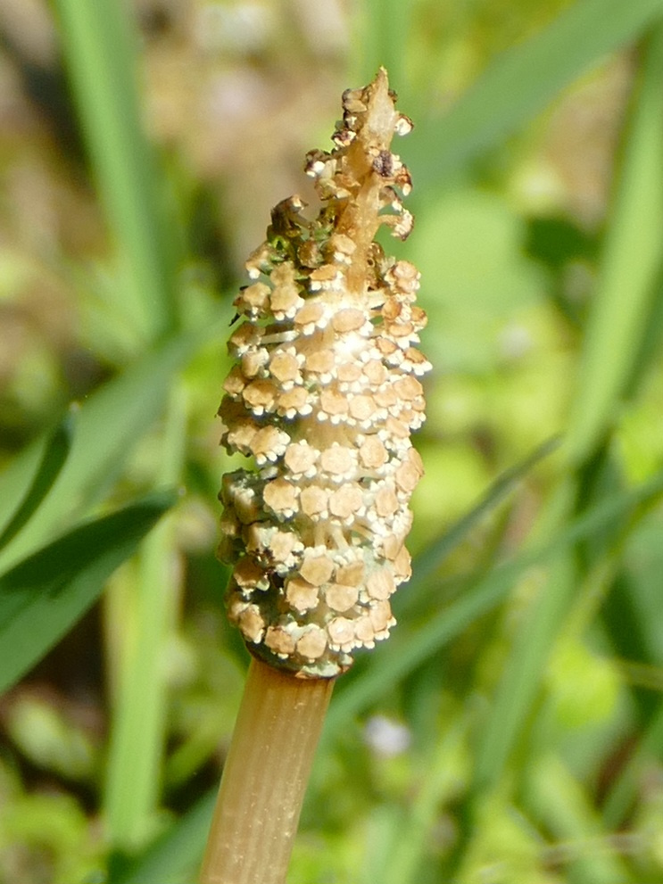 Equisetum arvense (common horsetail (native)) (alternate view 13)