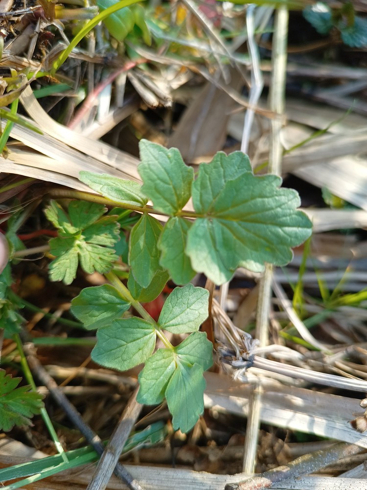 Valeriana (valerians)