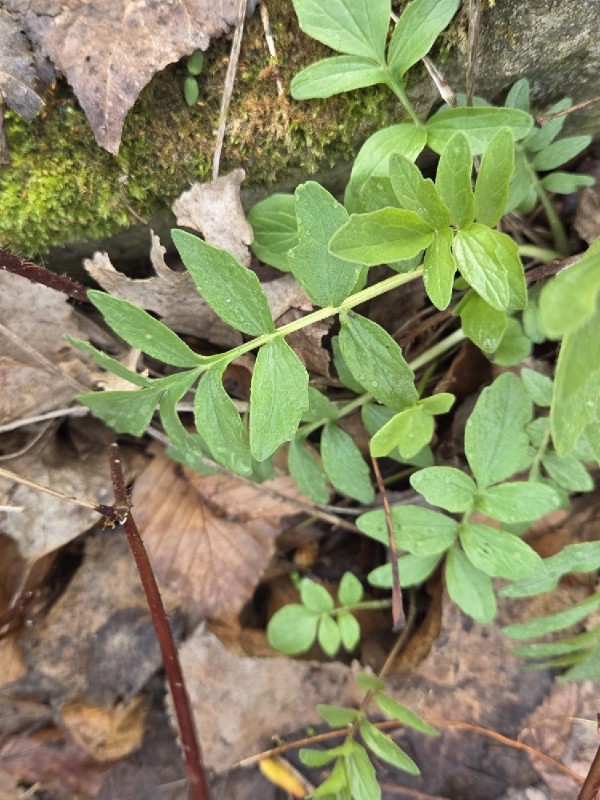 Valeriana (valerians) (alternate view 4)