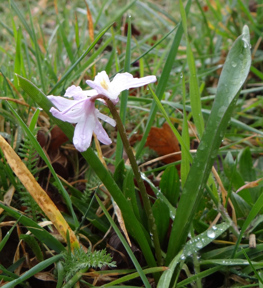 Chionodoxa luciliae (Glory of the Snow) (alternate view 2)