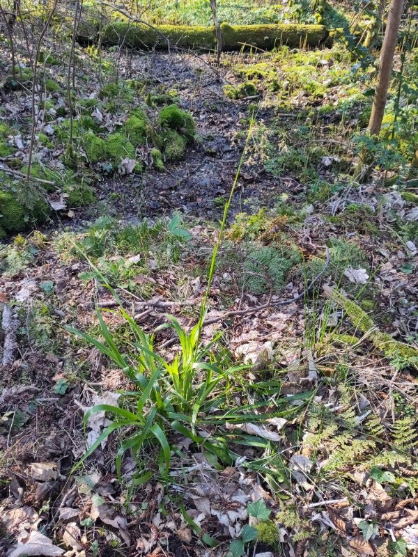 Luzula sylvatica (Great Woodrush) (alternate view 12)