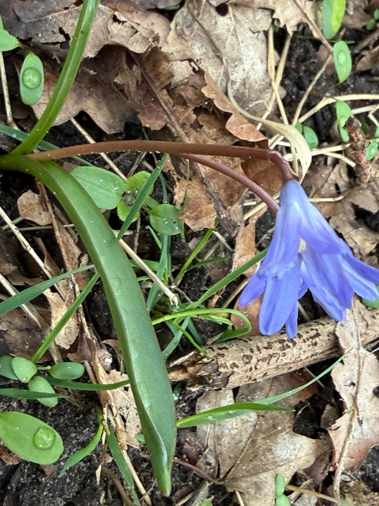 Scilla forbesii (Forbes' Glory-of-the-snow) (alternate view 13)