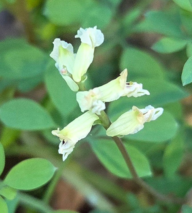 Ceratocapnos claviculata (Climbing Corydalis) (alternate view 11)
