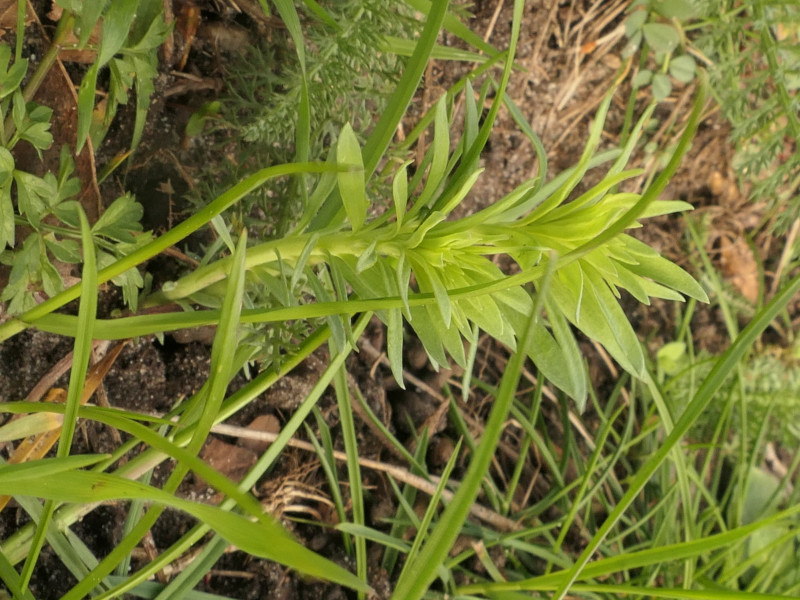 Linaria vulgaris (common toadflax) (alternate view 12)