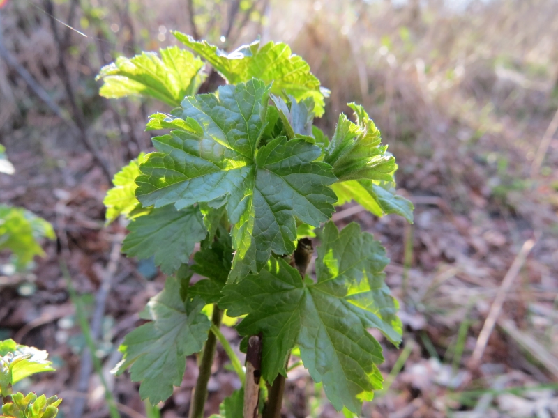 Ribes rubrum (Red Currant) (alternate view 13)