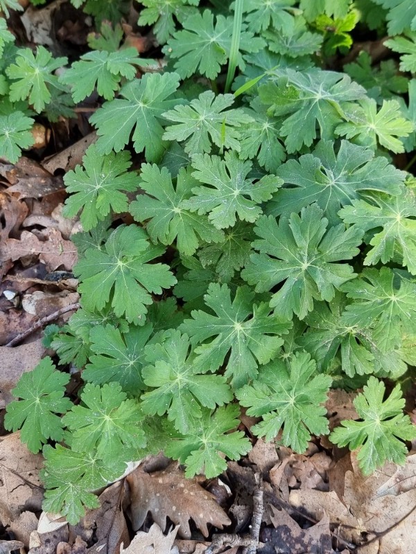 Geranium macrorrhizum (Bigroot Geranium) (alternate view 13)