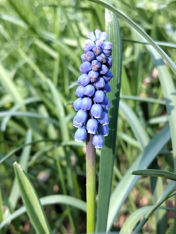 Muscari botryoides (common grape hyacinth) (alternate view 11)