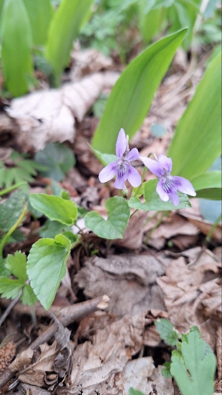 Viola reichenbachiana (Early Dog-violet) (alternate view 11)