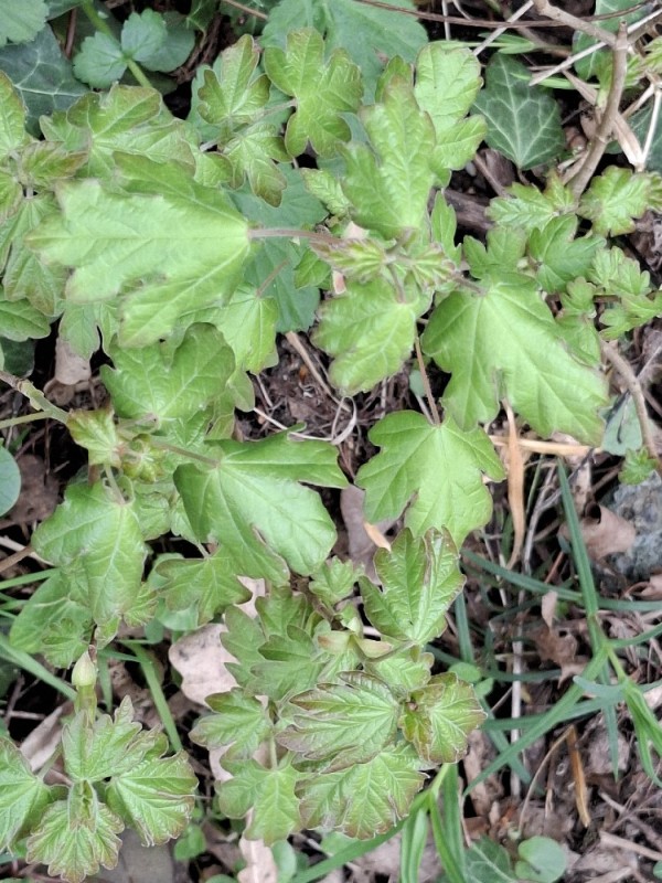 Acer campestre (Field Maple) (alternate view 12)