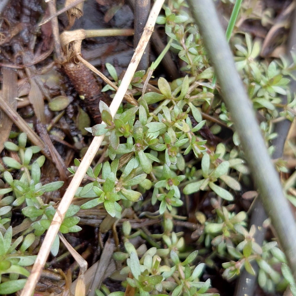 Galium palustre (Common Marsh-bedstraw) (alternate view 12)