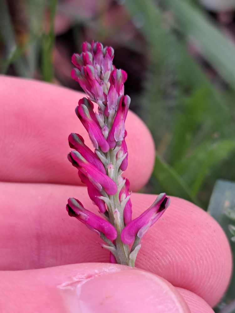 Fumaria officinalis (Common Fumitory) (alternate view 7)
