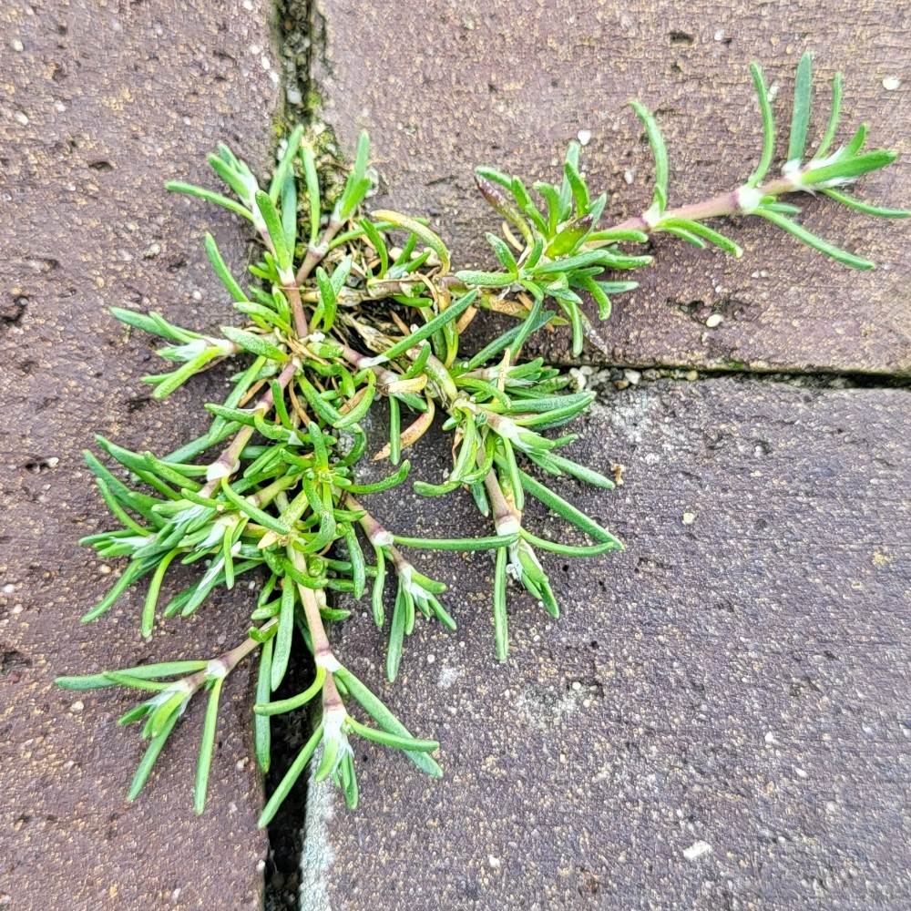 Spergularia (Sand-Spurries) (alternate view 2)