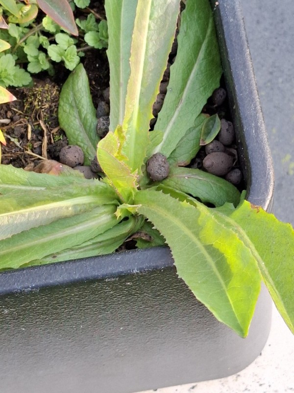 Lactuca serriola (prickly lettuce) (alternate view 11)