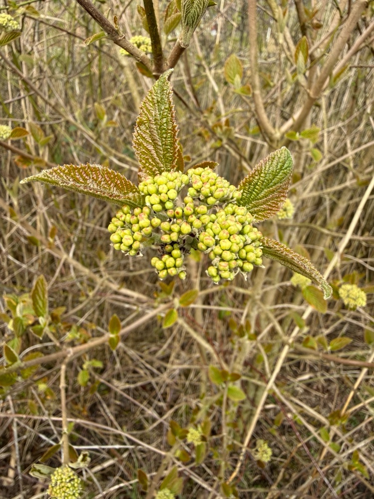Viburnum lantana (Wayfaring-tree) (alternate view 12)