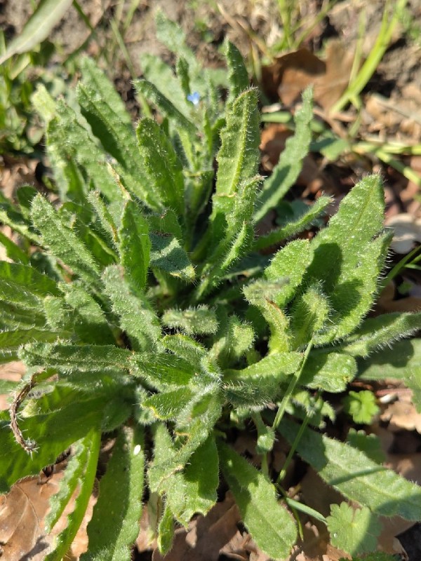 Anchusa arvensis (small bugloss) (alternate view 8)