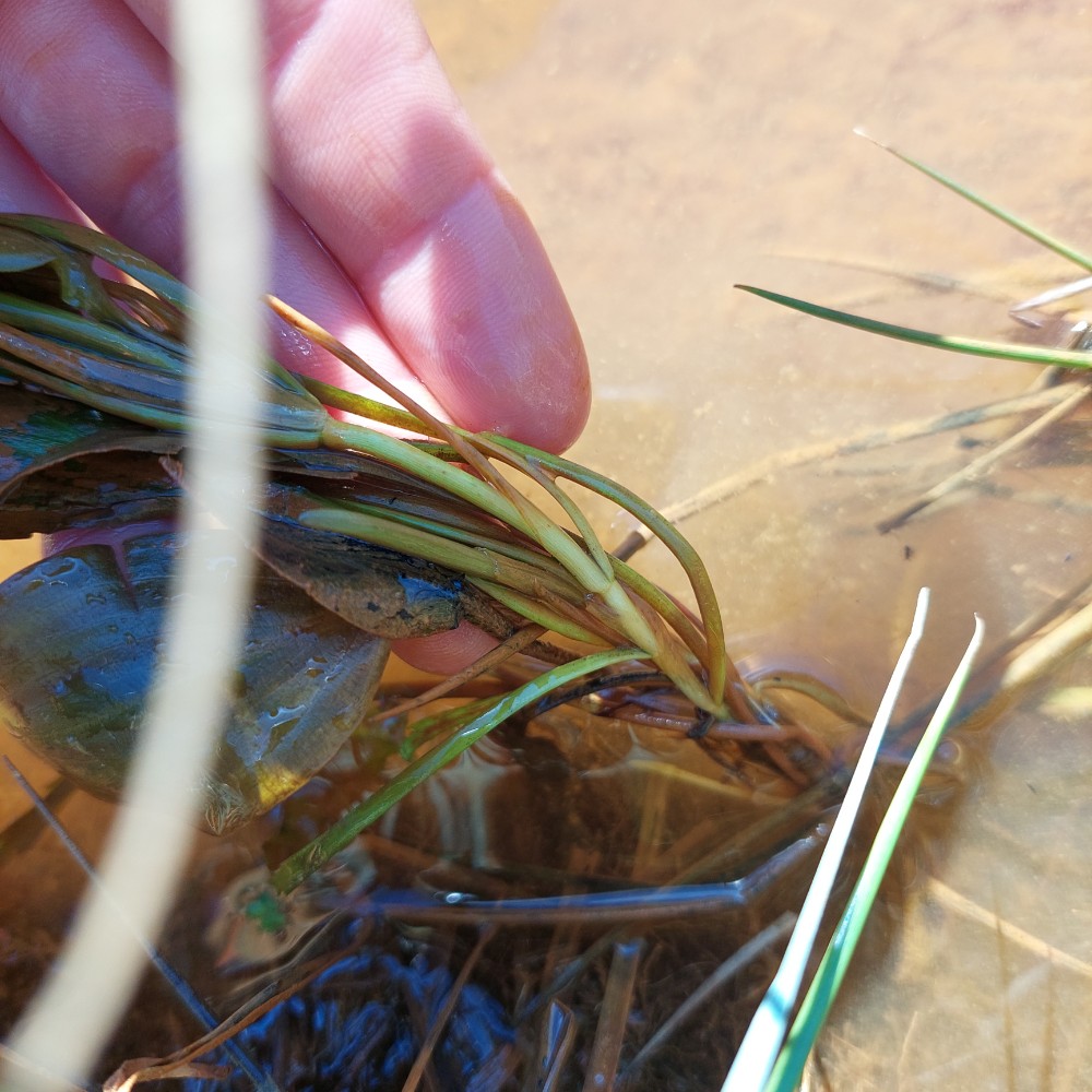 Potamogeton polygonifolius (Bog Pondweed) (alternate view 11)